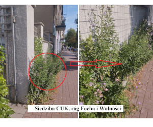 List Czytelnika: Miasto stawia na eksperymentalną uprawę chwastów