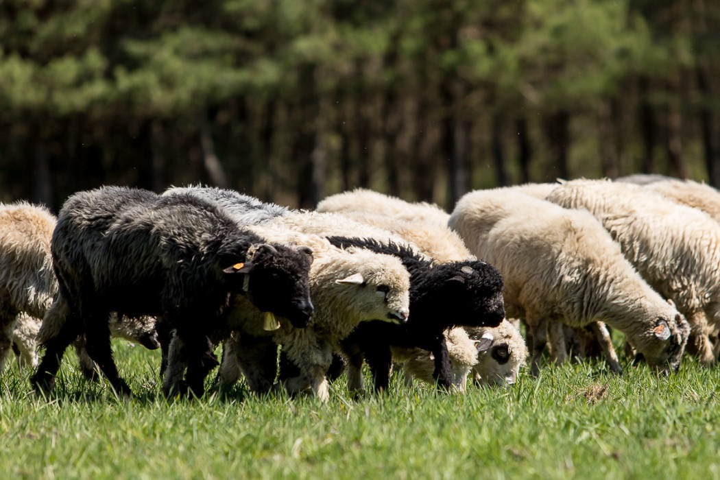 Owce znów ochronią bioróżnorodność