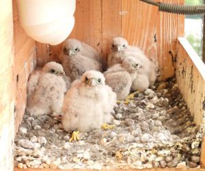 Gdy przemysł spotyka naturę – Zajrzyj do pustułek z zakładów Cemex